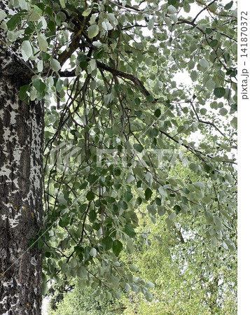 Green leaves on tree branches create natural forest background with dappled sunlight filtering through 141870372