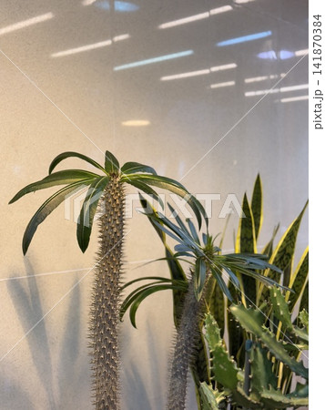 Tropical plants with spiky leaves and textured stems against a neutral wall background 141870384