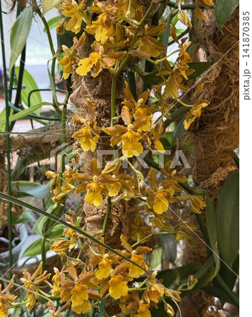 Yellow orchids blooming on lush vines in tropical garden setting background Yellow orchids blooming on lush vines in tropical garden setting background 141870385