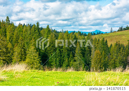 nature scenery with coniferous forest in mountain. carpathian landscape with spruce woodland on the hill. ukraine nature background in early autumn nature scenery with coniferous forest in mountain. carpathian landscape with spruce woodland on the hill. ukraine nature background in early autumn 141870515