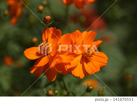 Beautiful floral background with orange cosmos flower. Orange daisy on a green background closeup. Greeting card. 141870551