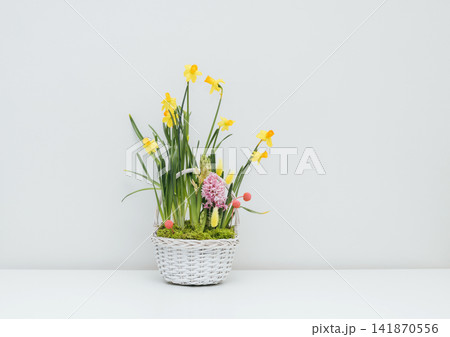 Beautiful flowers in a basket on white background. Floral composition of spring yellow daffodils in a white basket. Beautiful flowers in a basket on white background. Floral composition of spring yellow daffodils in a white basket. 141870556