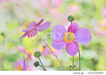 ピンクの秋明菊とやわらかな光の花背景 141870999