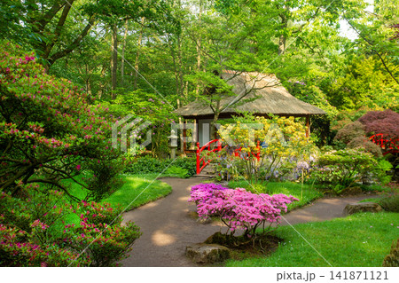 Colorful meadow with fresh green plants and bright spots of flowers Colorful meadow with fresh green plants and bright spots of flowers 141871121
