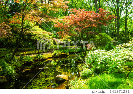 ornate pond with Japanese maple trees, yellow azalea blossoms reflecting in water and sunbeams in Japanese garden ornate pond with Japanese maple trees, yellow azalea blossoms reflecting in water and sunbeams in Japanese garden 141871281
