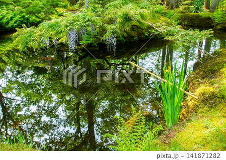 Blue Chinese Wisteria 141871282