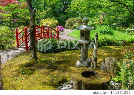Amazing view with redleaf Japanese maple and red decorative japanese bridge in japanese garden in the Hague Amazing view with redleaf Japanese maple and red decorative japanese bridge in japanese garden in the Hague 141871293