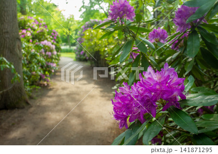 Amazing alley of rhododendron bushes in the park of the Clingendal estate in The Hague Amazing alley of rhododendron bushes in the park of the Clingendal estate in The Hague 141871295