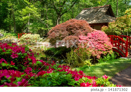 Pink rhododendron bush blossoms  and red maple tree and red Japanese bridge in Japanese garden in the Hague in distance . 141871302