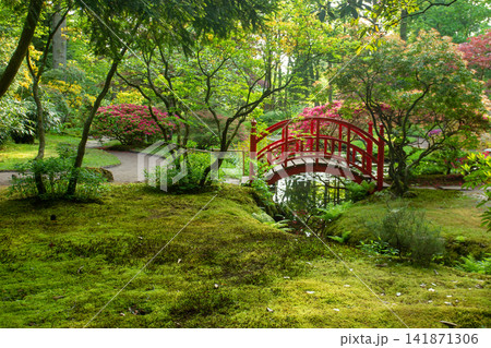 Japanese garden bridga and azalea blossom Japanese garden bridga and azalea blossom 141871306