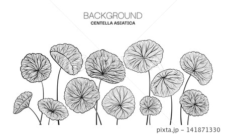 Centella asiatica leaves web banner Hand drawn linear style Gotu kola asiatic pennywort herb pattern Centella asiatica leaves web banner Hand drawn linear style Gotu kola asiatic pennywort herb pattern 141871330