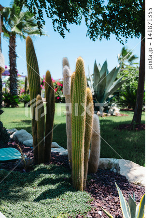 Cactus garden with hairy columnar cacti, palm trees and stone landscaping Cactus garden with hairy columnar cacti, palm trees and stone landscaping 141871355