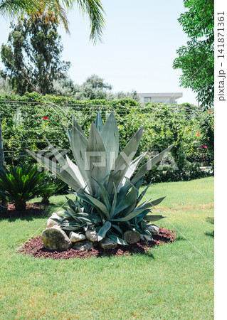 Agave americana growing on a landscaped lawn with palm trees and greenery Agave americana growing on a landscaped lawn with palm trees and greenery 141871361