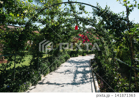 Decorative garden arch covered with climbing vines and hanging lights, sunny outdoor pathway with blue sky and lush greenery, summer botanical background 141871363