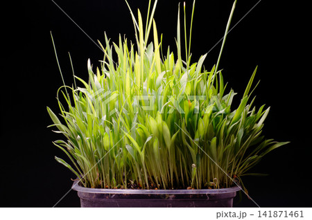 Fresh Millet Sprouts Growing from Soil in Pot Fresh Millet Sprouts Growing from Soil in Pot 141871461