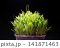 Young Millet Sprouts Growing in Pot on Dark Background 141871463