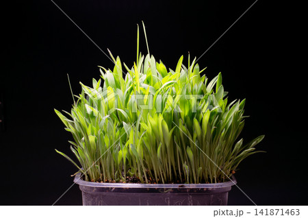 Young Millet Sprouts Growing in Pot on Dark Background Young Millet Sprouts Growing in Pot on Dark Background 141871463