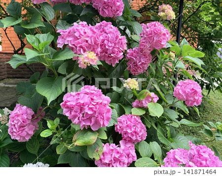 A lush, large bush of vibrant pink hydrangea flowers in full bloom A lush, large bush of vibrant pink hydrangea flowers in full bloom 141871464