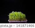 Millet Microgreen Sprouts Growing in Pot on Dark Background 141871466