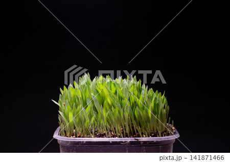 Millet Microgreen Sprouts Growing in Pot on Dark Background Millet Microgreen Sprouts Growing in Pot on Dark Background 141871466