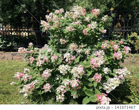 a beautiful summer garden scene with blooming pink and white hydrangea flowers 141871467