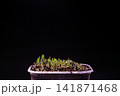Millet Microgreen Sprouts Growing in Pot on Dark Background. 141871468