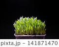 Organic Millet Microgreens in Pot on Black Background 141871470