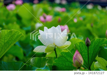 池に咲く美しい白いハスの花と鮮やかな緑の葉 日本の夏の風景 池に咲く美しい白いハスの花と鮮やかな緑の葉 日本の夏の風景 141872127