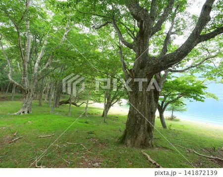 中禅寺湖畔の森とミズナラの大木 中禅寺湖畔の森とミズナラの大木 141872139