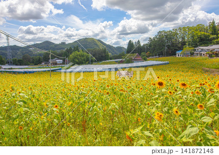 里山と夏空の下に広がる一面のひまわり畑 141872148