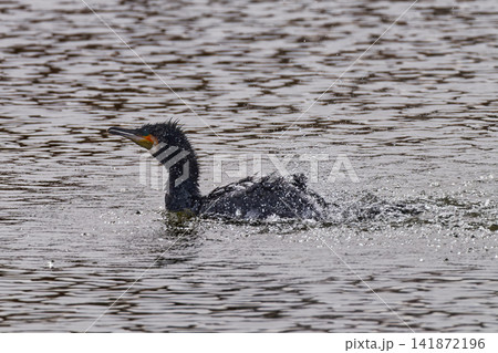 水浴びするカワウ① 141872196