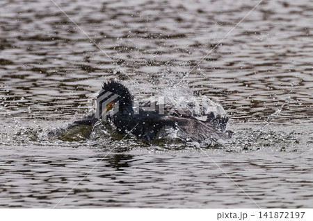 水浴びするカワウ② 水浴びするカワウ② 141872197