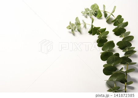 ユーカリの葉　ボタニカルのイメージ素材 141872385
