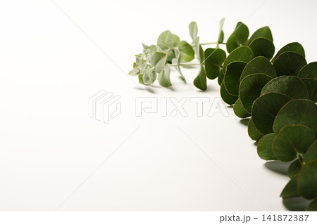 ユーカリの葉　ボタニカルのイメージ素材 141872387
