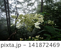 長野県燕岳ヤマアジサイ霧に溶ける山の花 141872469