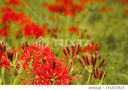 真っ赤な曼珠沙華の蕾と花 真っ赤な曼珠沙華の蕾と花 141872625