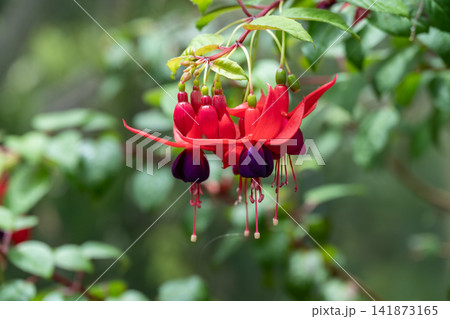 Close up of Fuchsia flowers. A genus of flowering plants, pendulous flowers that gracefully hang downward like decorative teardrops or eardrops. 141873165