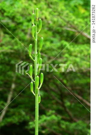 夏のオオウバユリの花後 夏のオオウバユリの花後 141873262