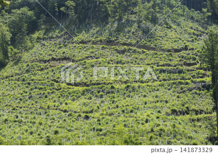 山肌に苗木を植林してツリーシェルターで獣害対策で保護をしているイメージ 山肌に苗木を植林してツリーシェルターで獣害対策で保護をしているイメージ 141873329