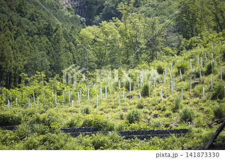 山肌に苗木を植林してツリーシェルターで獣害対策で保護をしているイメージ 山肌に苗木を植林してツリーシェルターで獣害対策で保護をしているイメージ 141873330