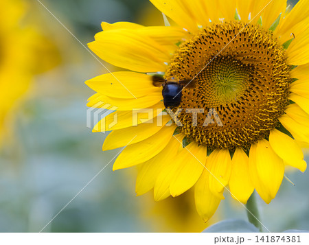 ひまわりの蜜を吸うミツバチ ひまわりの蜜を吸うミツバチ 141874381