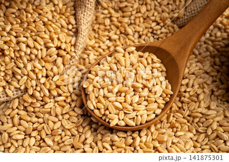 Grains and wheat ears from organic agriculture farm. Grains and wheat ears from organic agriculture farm. 141875301