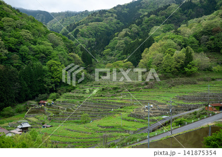 島根県/ 新緑と石積みの畦が美しい水張り時期の「大井谷の棚田（大井谷棚田）」 141875354