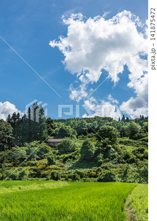大きな夏雲と青田を望む縦構図の里山風景 大きな夏雲と青田を望む縦構図の里山風景 141875472