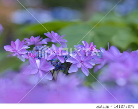 可愛い紫陽花 141875879