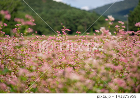 山に咲く赤蕎麦の花 山に咲く赤蕎麦の花 141875959