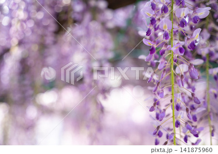 藤の花とボケ 藤の花とボケ 141875960