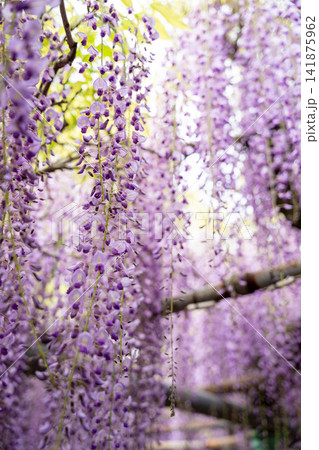 藤の花のある風景 藤の花のある風景 141875962