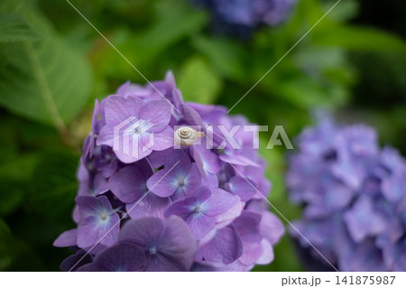 雨に濡れた紫陽花 141875987