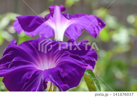 夏イメージ アサガオの花 夏イメージ アサガオの花 141876037